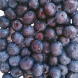 Blueberry