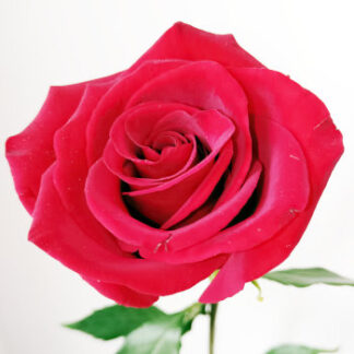 Rose Flavored Syrups | Horeca Dubai